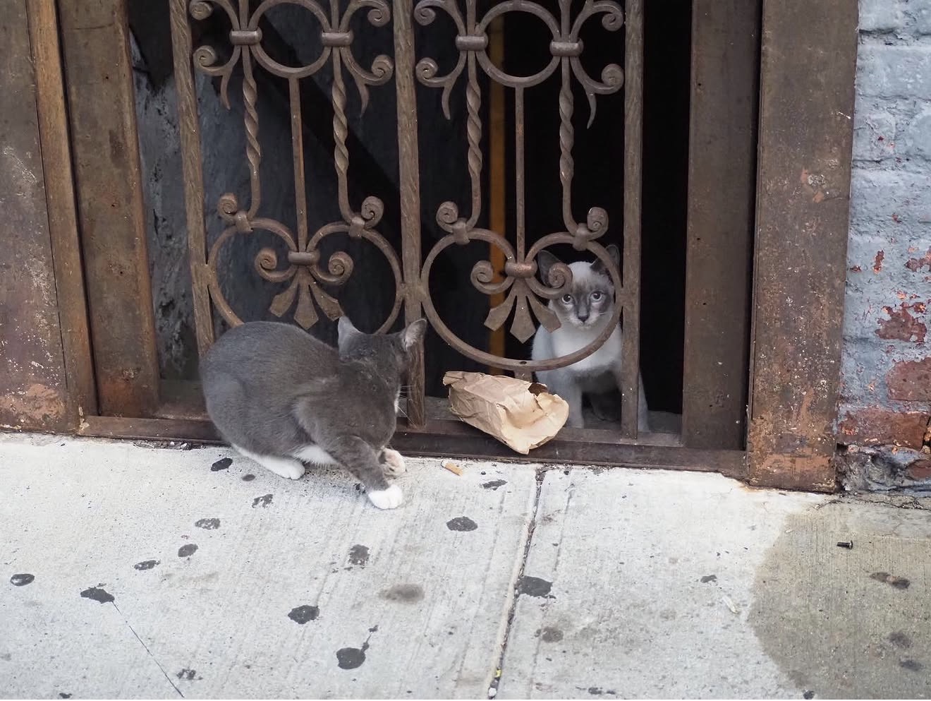Sidewalk Encounter