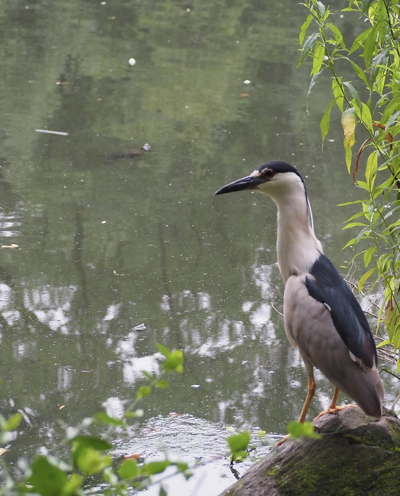 Pond, dusk, no expectation