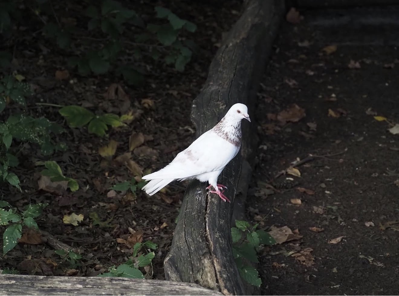 Solitary Perch
