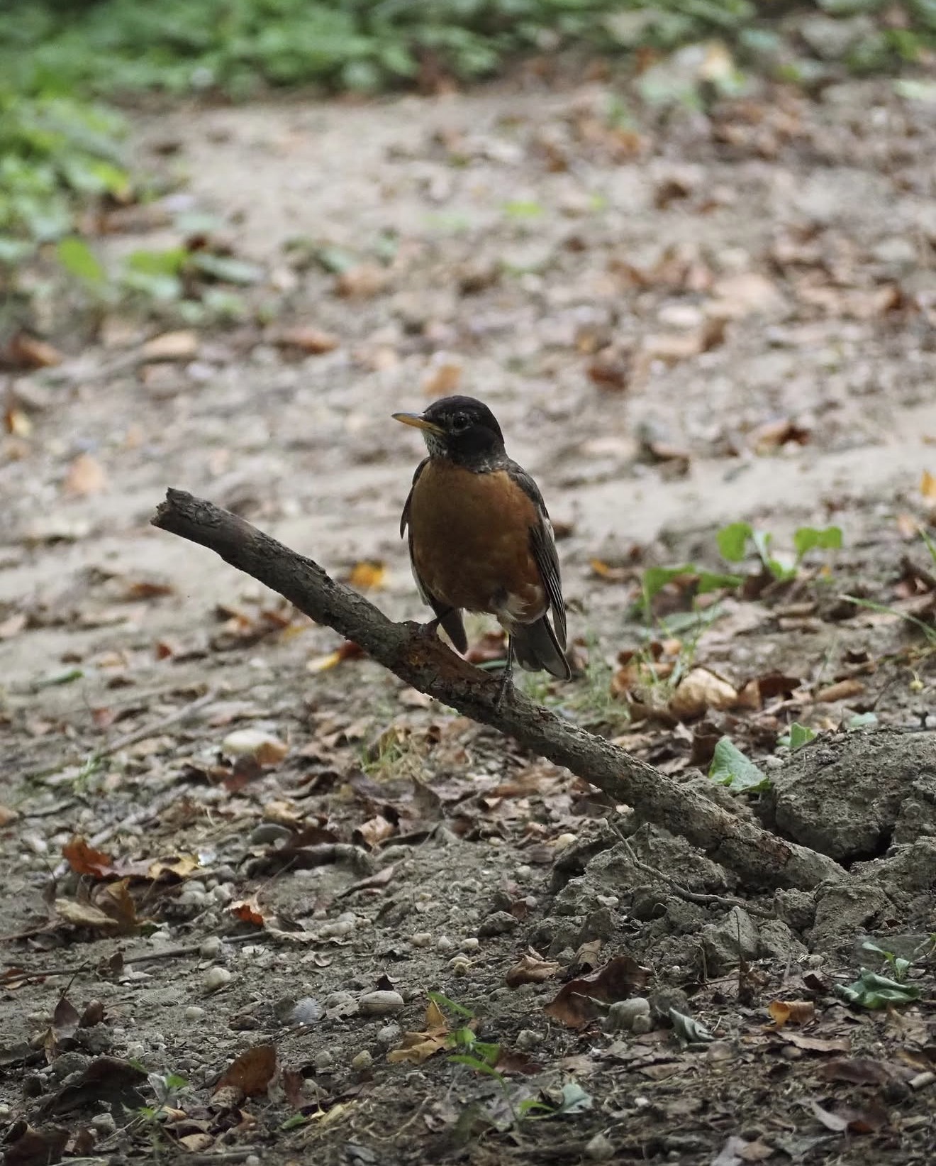 American Robin, Late Light