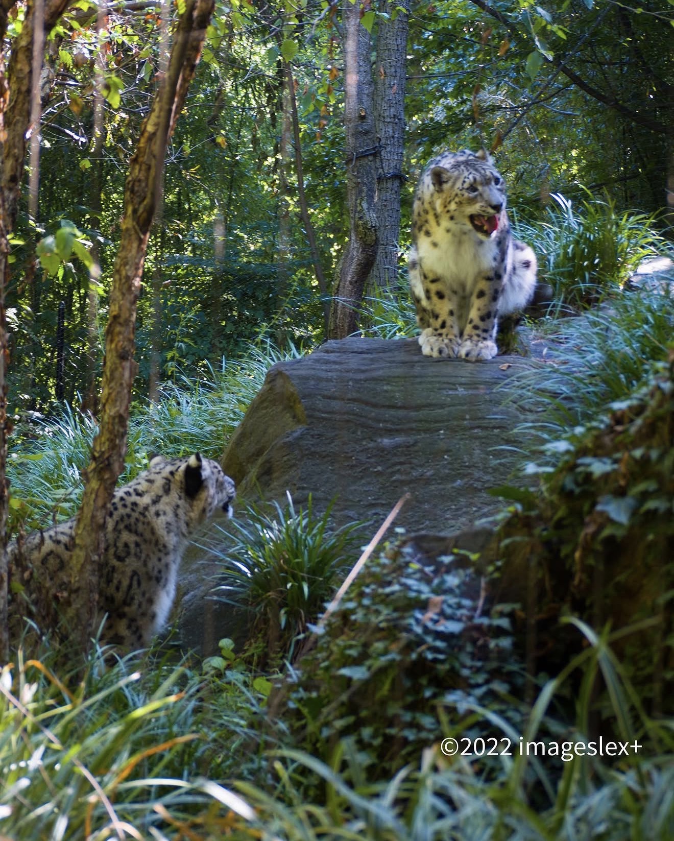 Snow Leopards in Shade