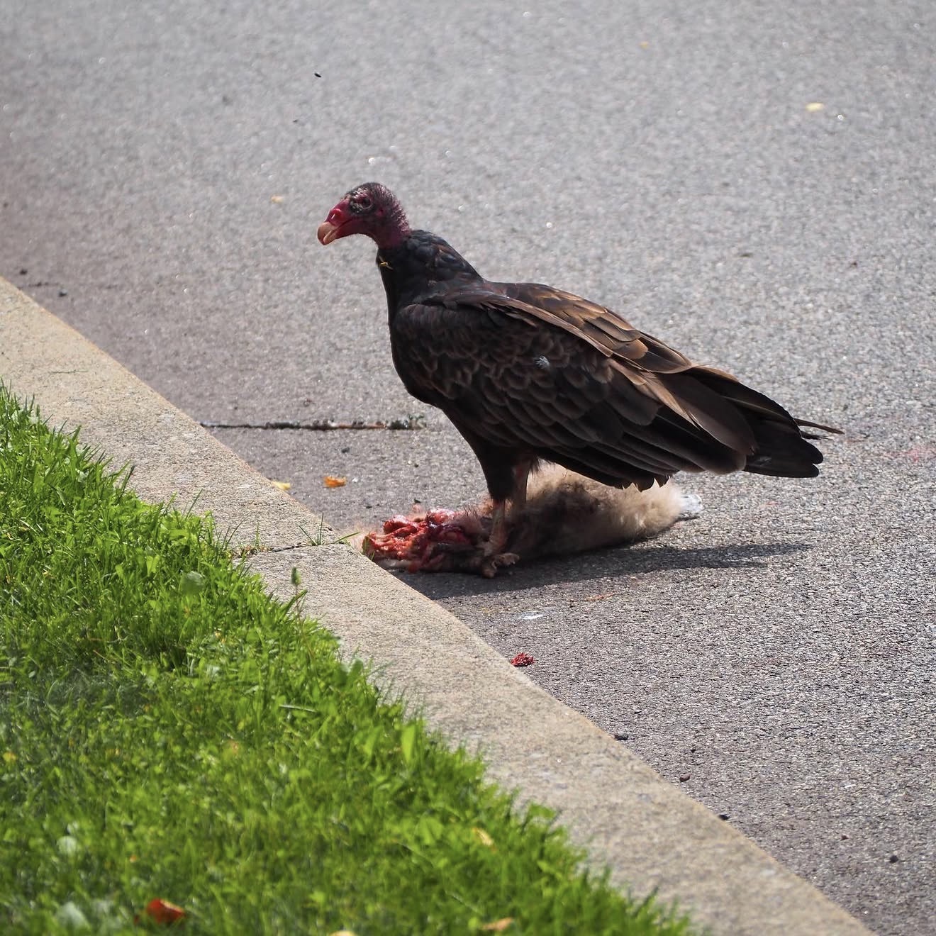 What the vultures keep