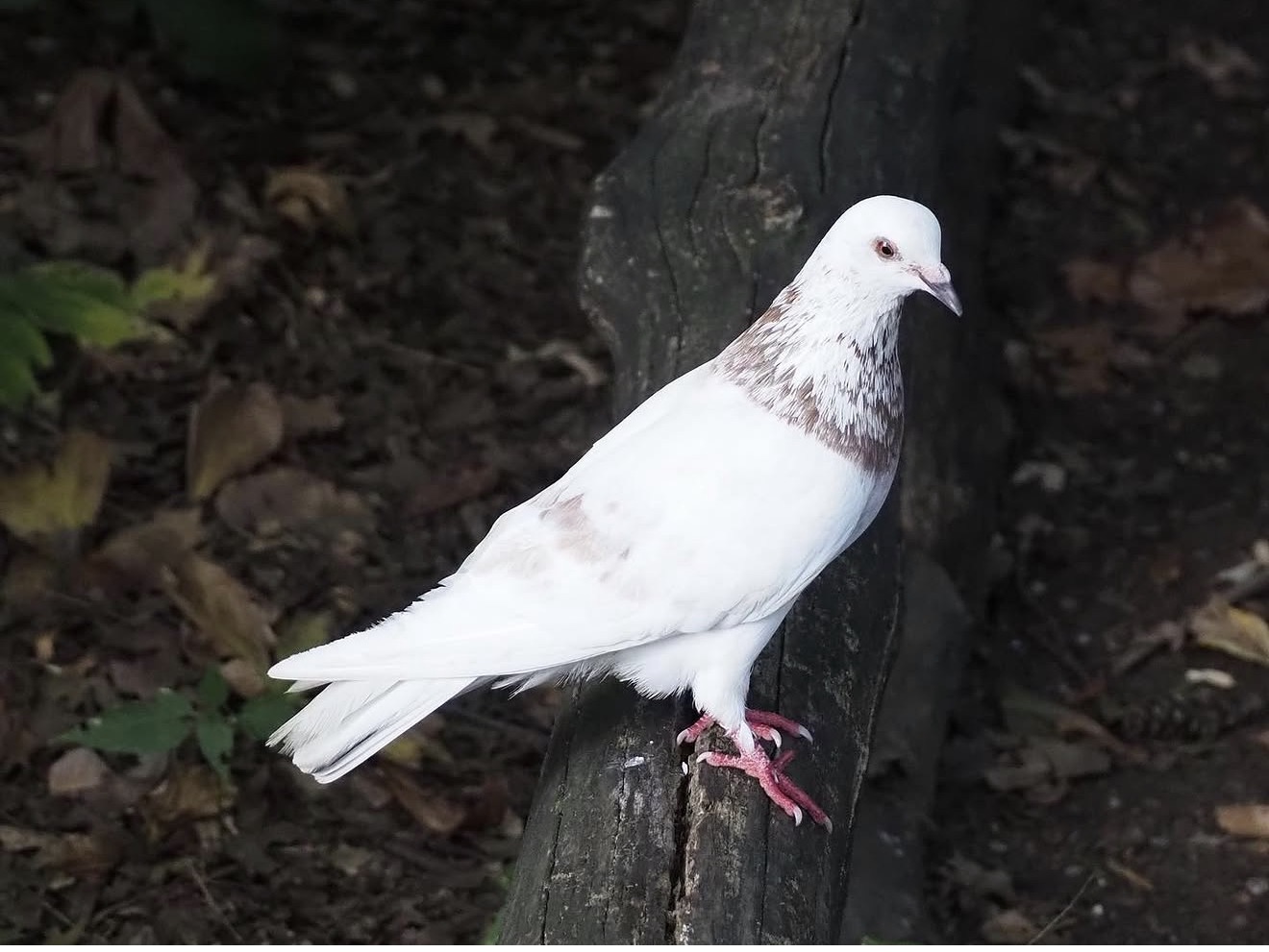 White Pigeon at Dusk