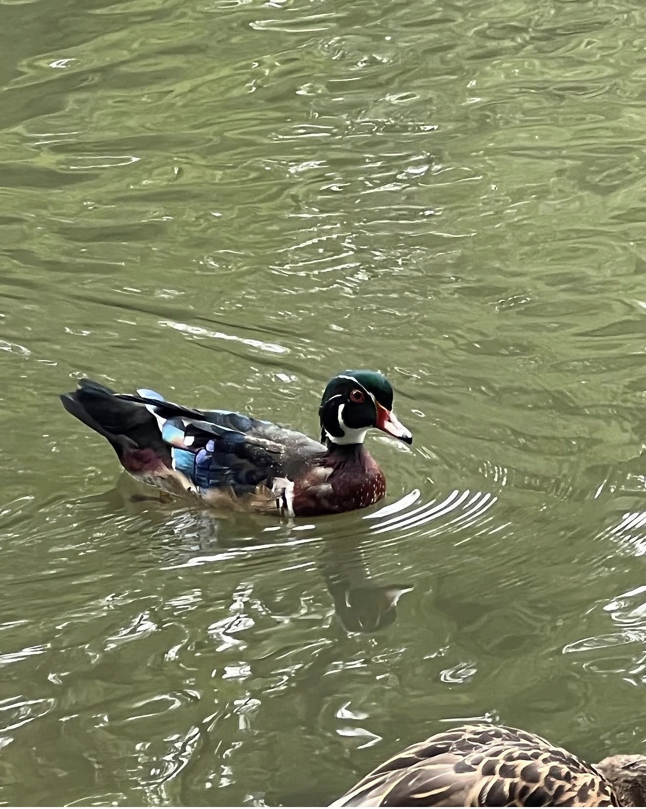 Wood Duck on Still Water
